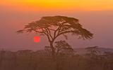 TANZANIA - Serengeti National Park - 216 Sunset